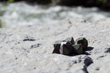 Set of 7 Speckled Earth Dice